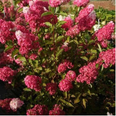 Гортензия метельчатая Фрайз Мелба