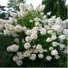Гортензия метельчатая Грандифлора