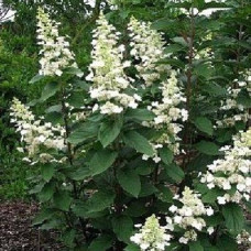 Гортензия метельчатая Грейт Эскейп