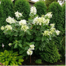 Гортензия метельчатая Грейт Стар