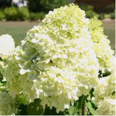 Гортензия метельчатая Кэндллайт