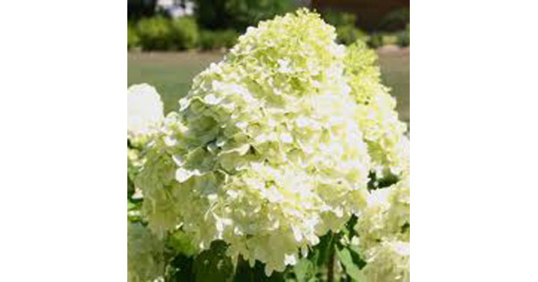 Гортензия метельчатая Кэндллайт купить с доставкой в интернет-магазине ...