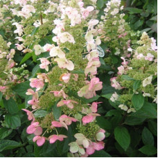 Гортензия метельчатая Кьюшу