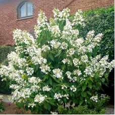 Гортензия метельчатая Левана (Серия Люкс)