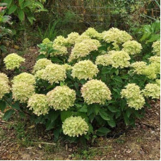 Гортензия метельчатая Литтл Лайм 