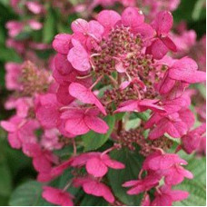 Гортензия метельчатая Мэджикал Файр