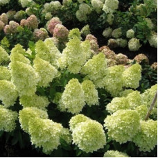 Гортензия метельчатая Мэджикал Кэндл