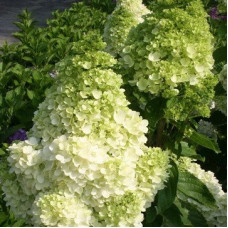 Гортензия метельчатая Мэджикал Мунлайт