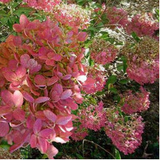 Гортензия метельчатая Мега Минди (Серия Люкс)