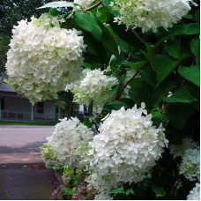 Гортензия метельчатая ПиДжи Энд Фамили