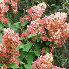 Гортензия метельчатая Пинк Даймонд