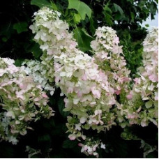 Гортензия метельчатая Пинк Леди
