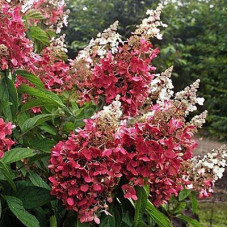 Гортензия метельчатая Пинки Винки