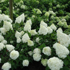 Гортензия метельчатая Полар Бир
