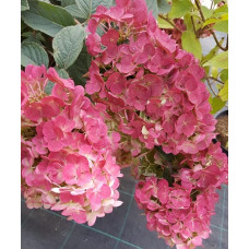 Гортензия метельчатая Самарская Лидия  