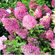 Гортензия метельчатая Сандей Фрайз 