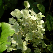 Гортензия метельчатая Шикоку Флаш