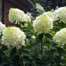 Гортензия метельчатая Силвер Доллар