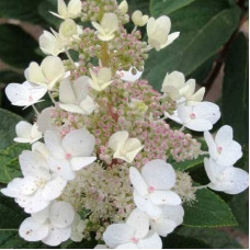 Гортензия метельчатая Тардива 