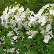 Гортензия метельчатая Вайт Леди