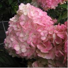 Гортензия метельчатая Ваниль Фрайз 