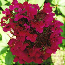 Гортензия метельчатая Вимс Ред (Серия Люкс)
