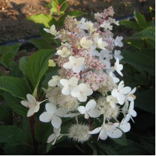 Гортензия метельчатая Юник