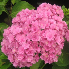 Гортензия крупнолистовая Ю энд Ми Тугезе (Серия Цветёт всё лето)