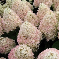 Гортензия метельчатая Мэджикал Свит Саммэ  