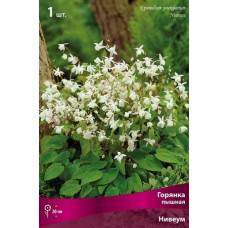 Горянка пышная Нивеум