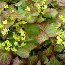 Горянка Перральдери Фронлайтен  