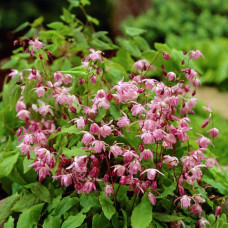 Горянка пышная Розеум  