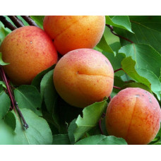 Абрикос Графиня