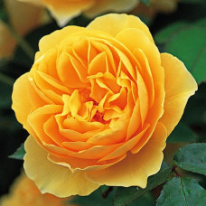 Роза английская парковая Грэхэм Томас