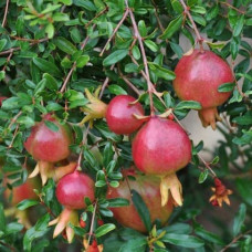 Гранат карликовый Нана