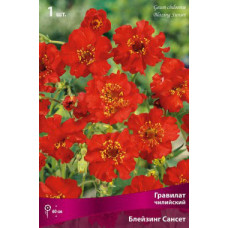 Гравилат Блейзинг Сансет (чилийский)