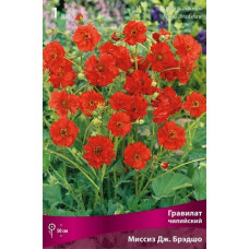 Гравилат чилийский Миссиз Дж. Брэдшо