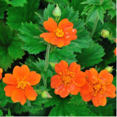 Гравилат ярко-красный