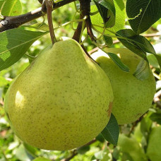 Груша Августовская роса