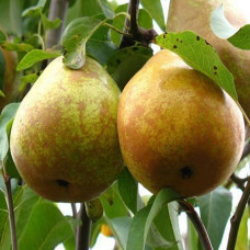Груша Белорусская поздняя