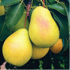 Груша Чижовская