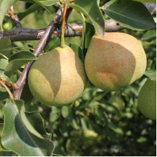 Груша Чудесница