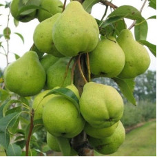 Груша Феерия