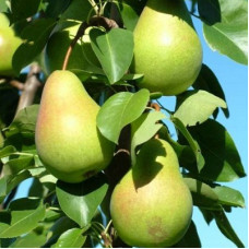 Груша Любимица Яковлева