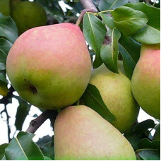 Груша Мраморная