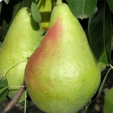 Груша Осенняя Яковлева