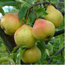 Груша Памяти Яковлева