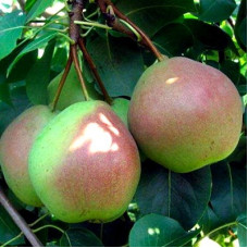 Груша Россошанская Красивая