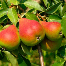 Груша Северянка Краснощекая