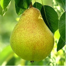 Груша Верная